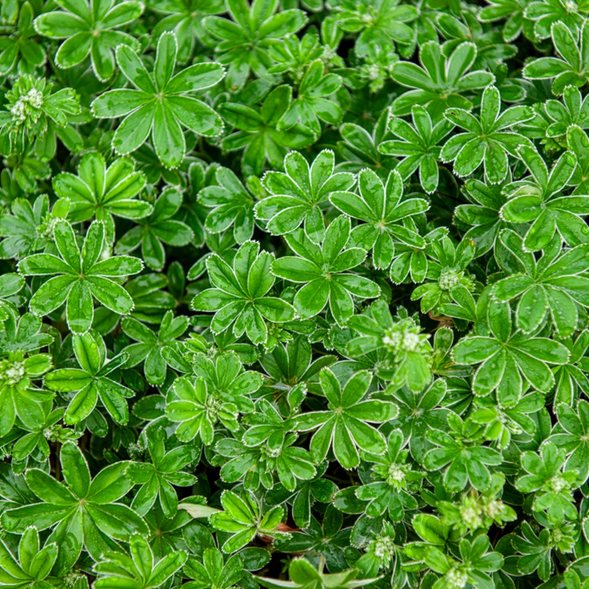 Alchemille des Alpes - Alchemilla alpina - Willemse