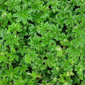 Alchemille des Alpes - Alchemilla alpina - Willemse