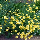 Camomille des teinturiers E.C. Buxton - Willemse