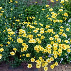 Camomille des teinturiers E.C. Buxton - Willemse