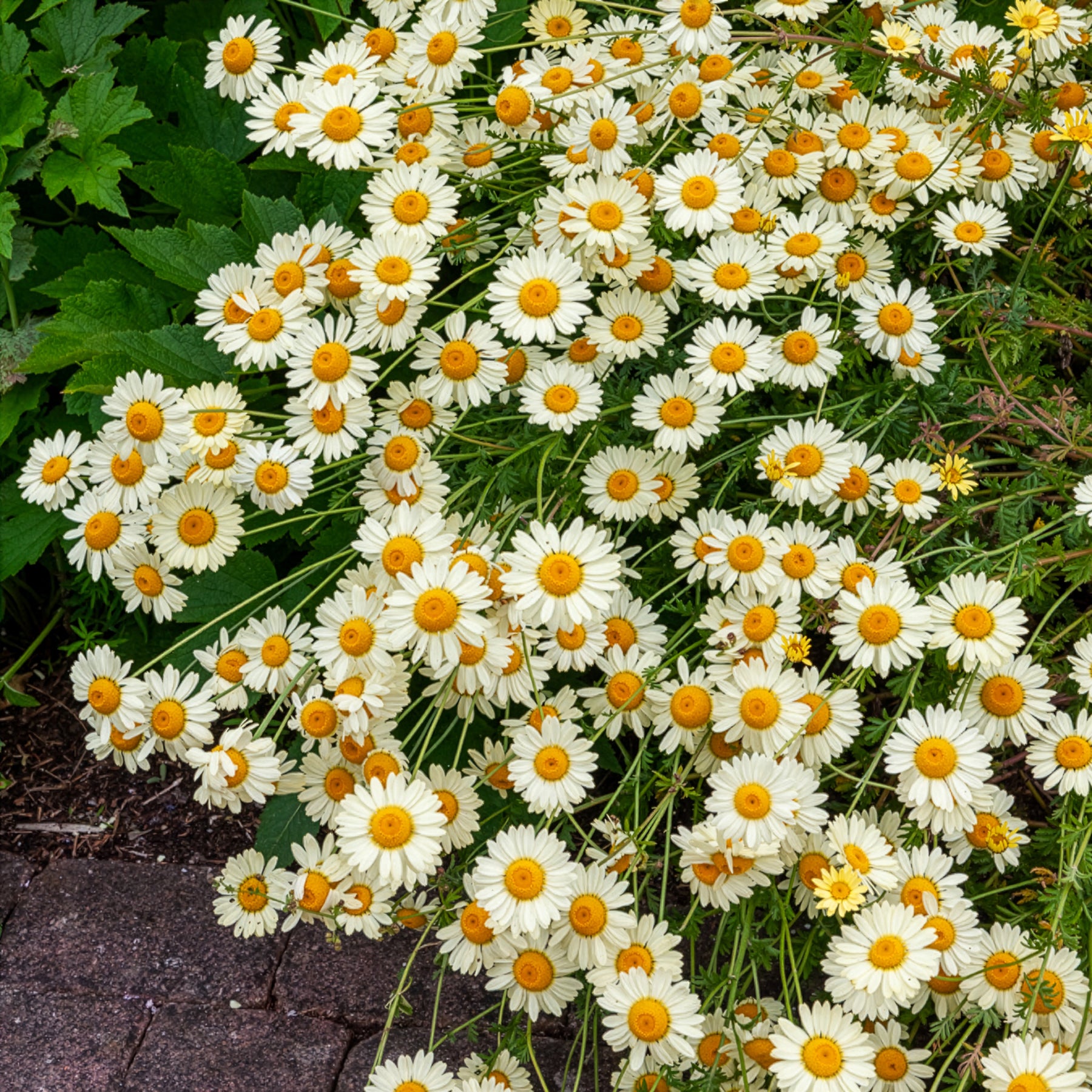 Anthemis x hybrida E.C. Buxton - Camomille des teinturiers E.C. Buxton - Camomille