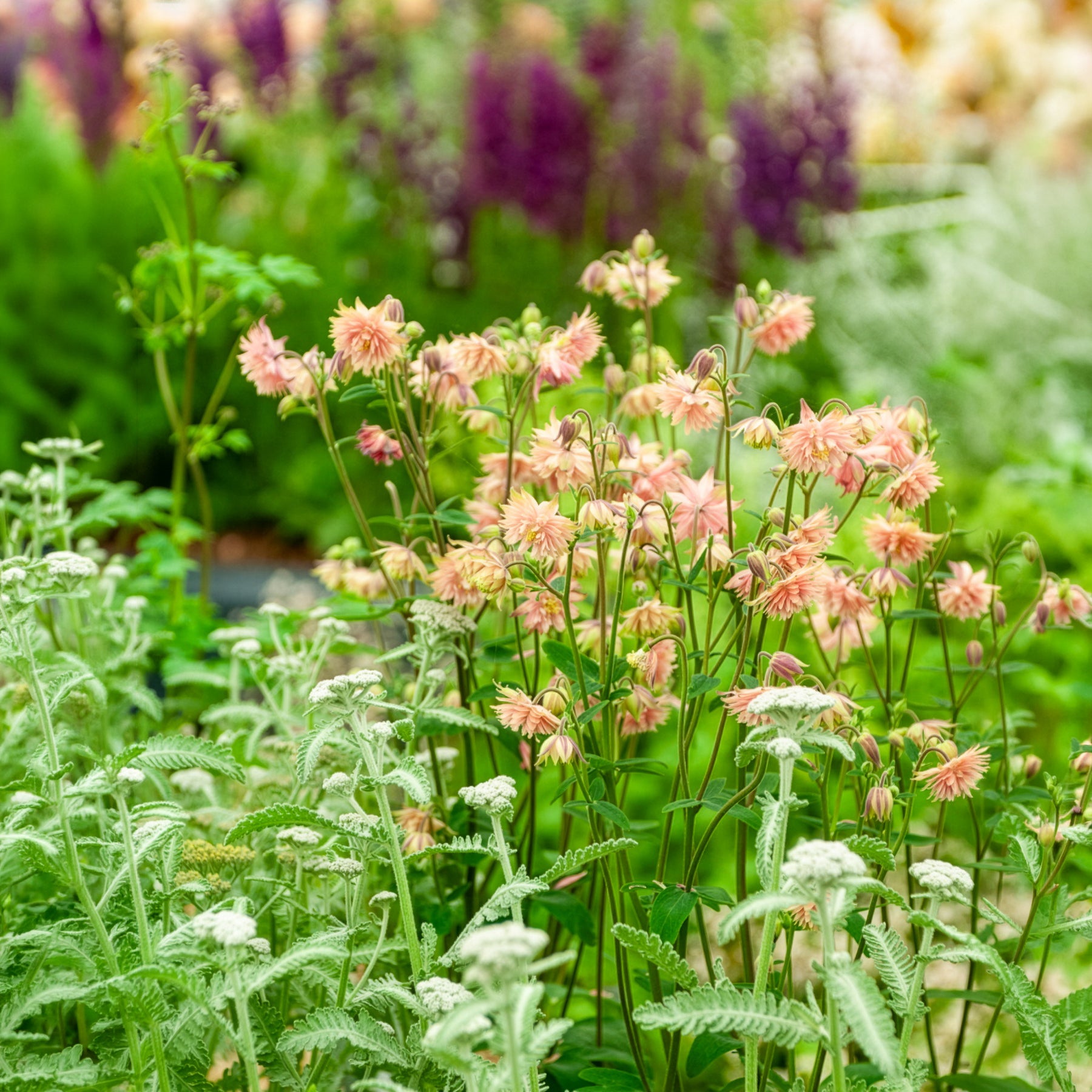 Ancolie des jardins Barlow Rose - Aquilegia vulgaris Rose Barlow - Willemse