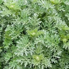 Absinthe Lambrook Silver - Artemisia absinthium 'Lambrook Silver' - Plantes