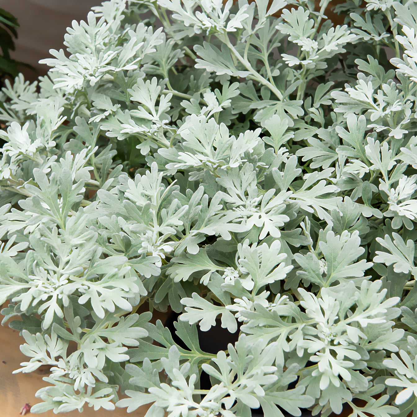 Armoise des rivages d'Extrême-Orient Broughton Silver - Willemse