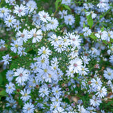 Aster à feuilles en cœur Ideal - Willemse