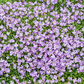 Aubriète Cascade Blue - Willemse