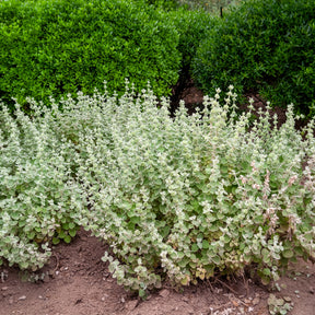 Ballote pseudodictame