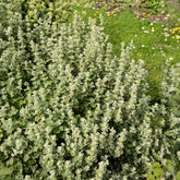 Ballote pseudodictame