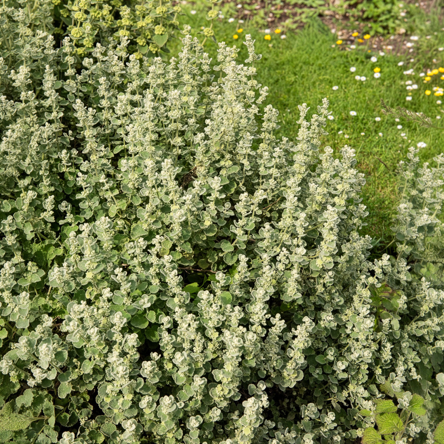 Ballote pseudodictame