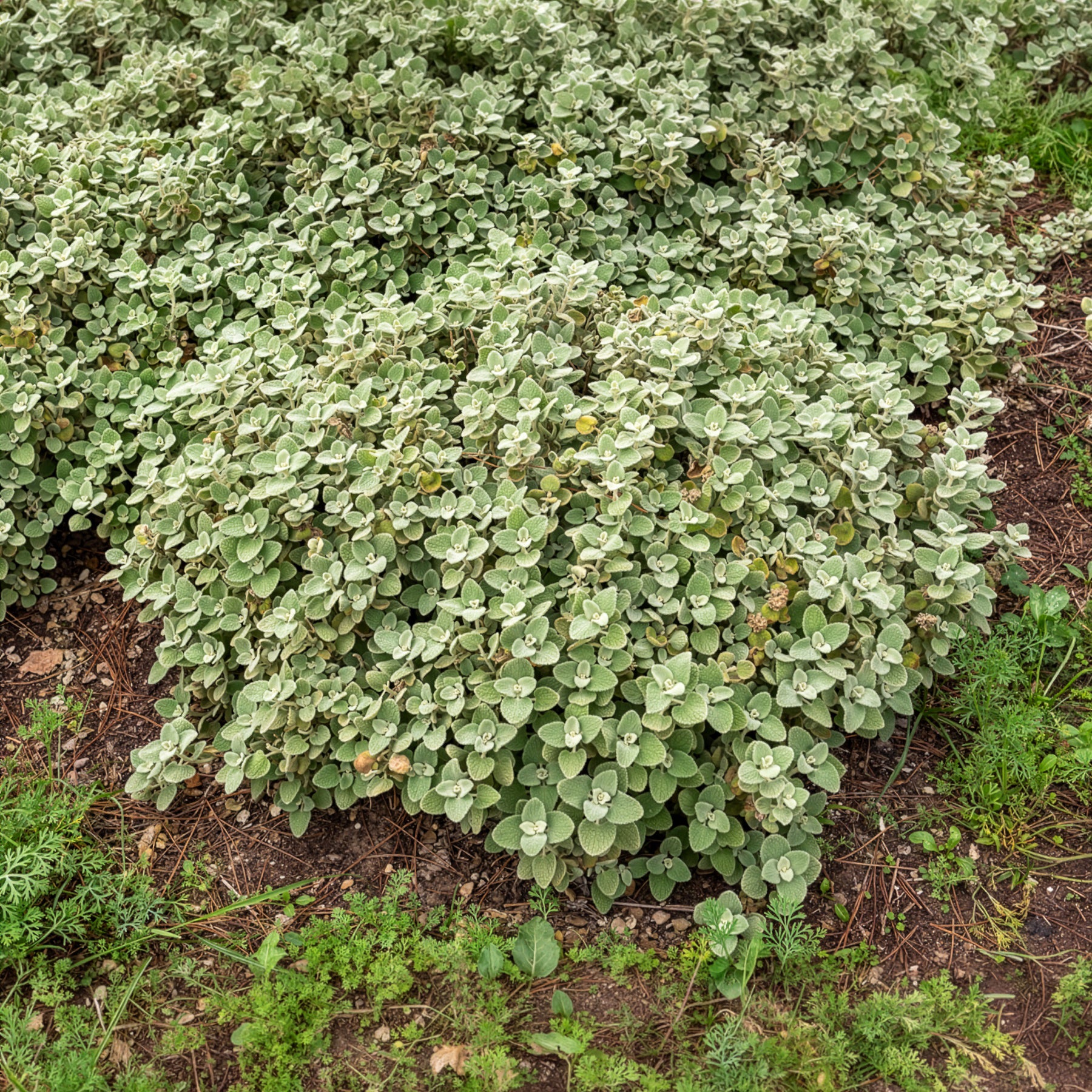 Ballote pseudodictame