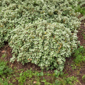 Ballote pseudodictame