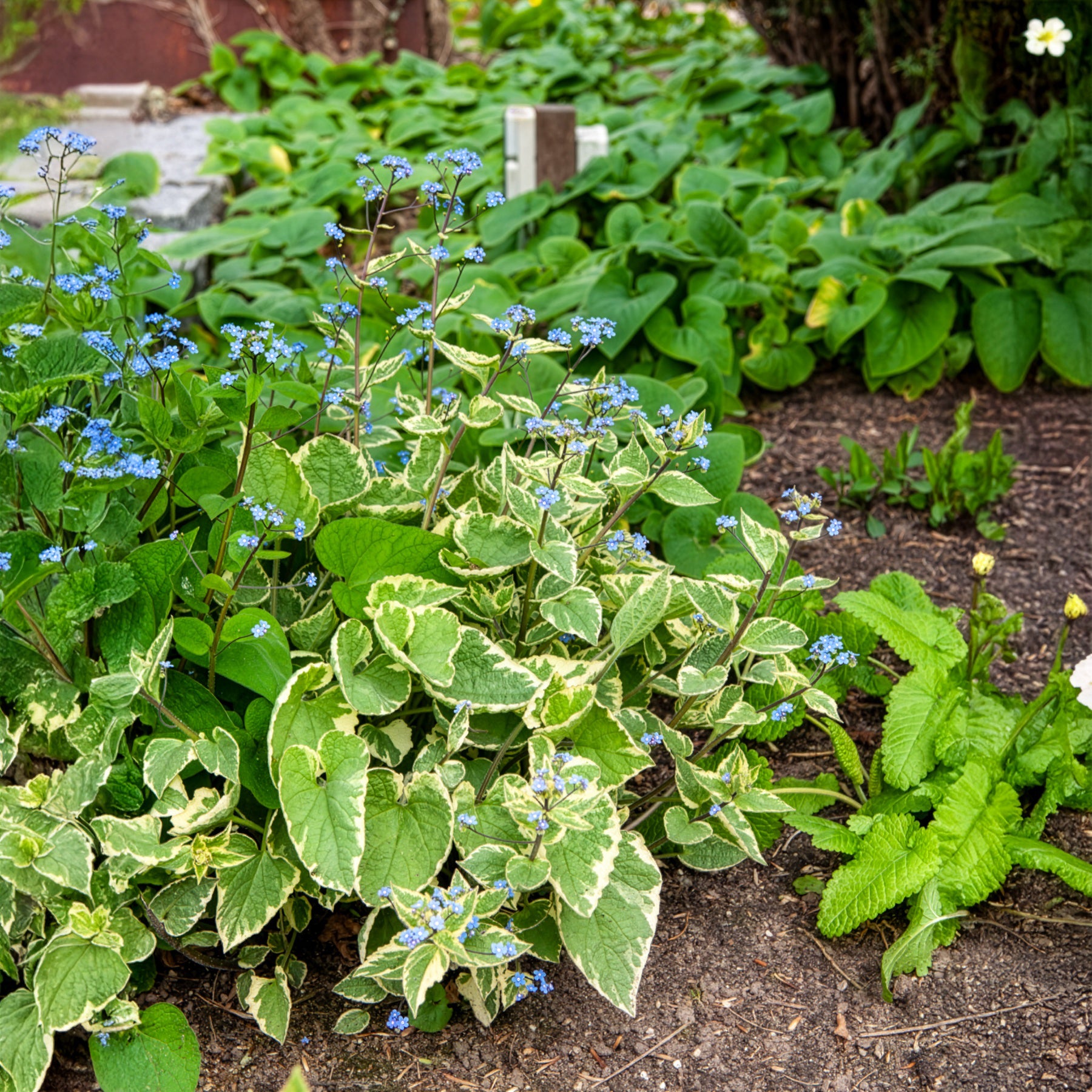 Myosotis du Caucase Hadspen cream - Brunnera macrophylla Hadspen Cream - Willemse