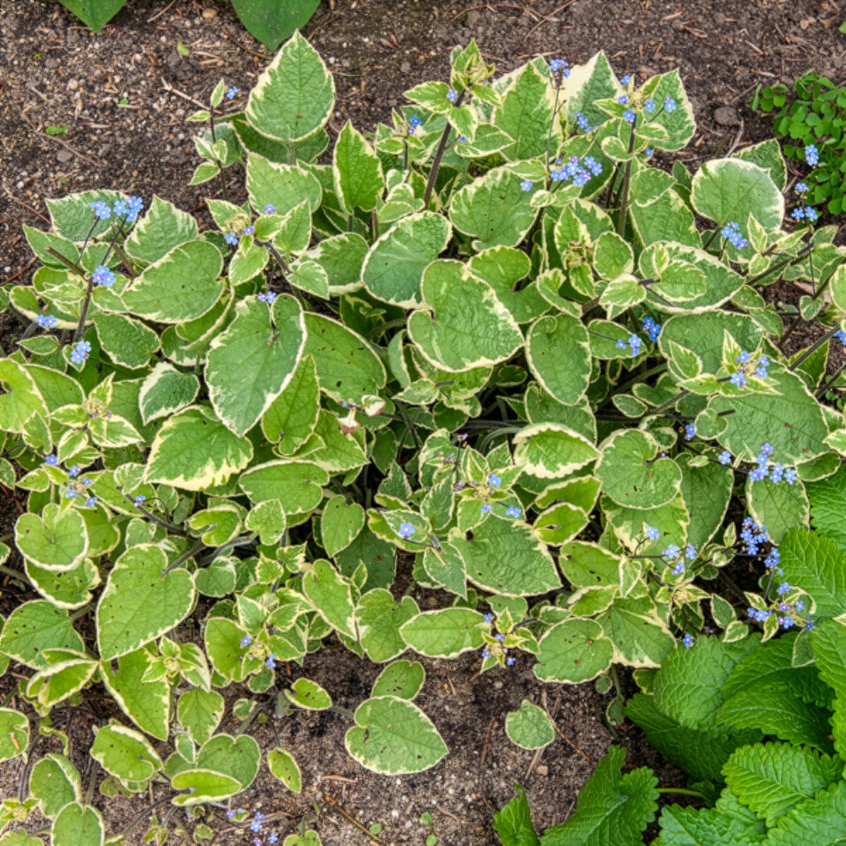Brunnera macrophylla Hadspen Cream - Myosotis du Caucase Hadspen cream - Myosotis