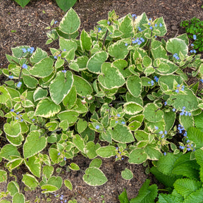 Brunnera macrophylla Hadspen Cream - Myosotis du Caucase Hadspen cream - Myosotis