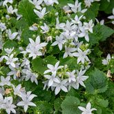 Campanule des murets E.H. Frost - Willemse