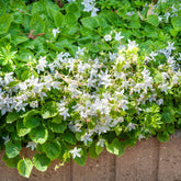 Campanule des murets E.H. Frost - Willemse