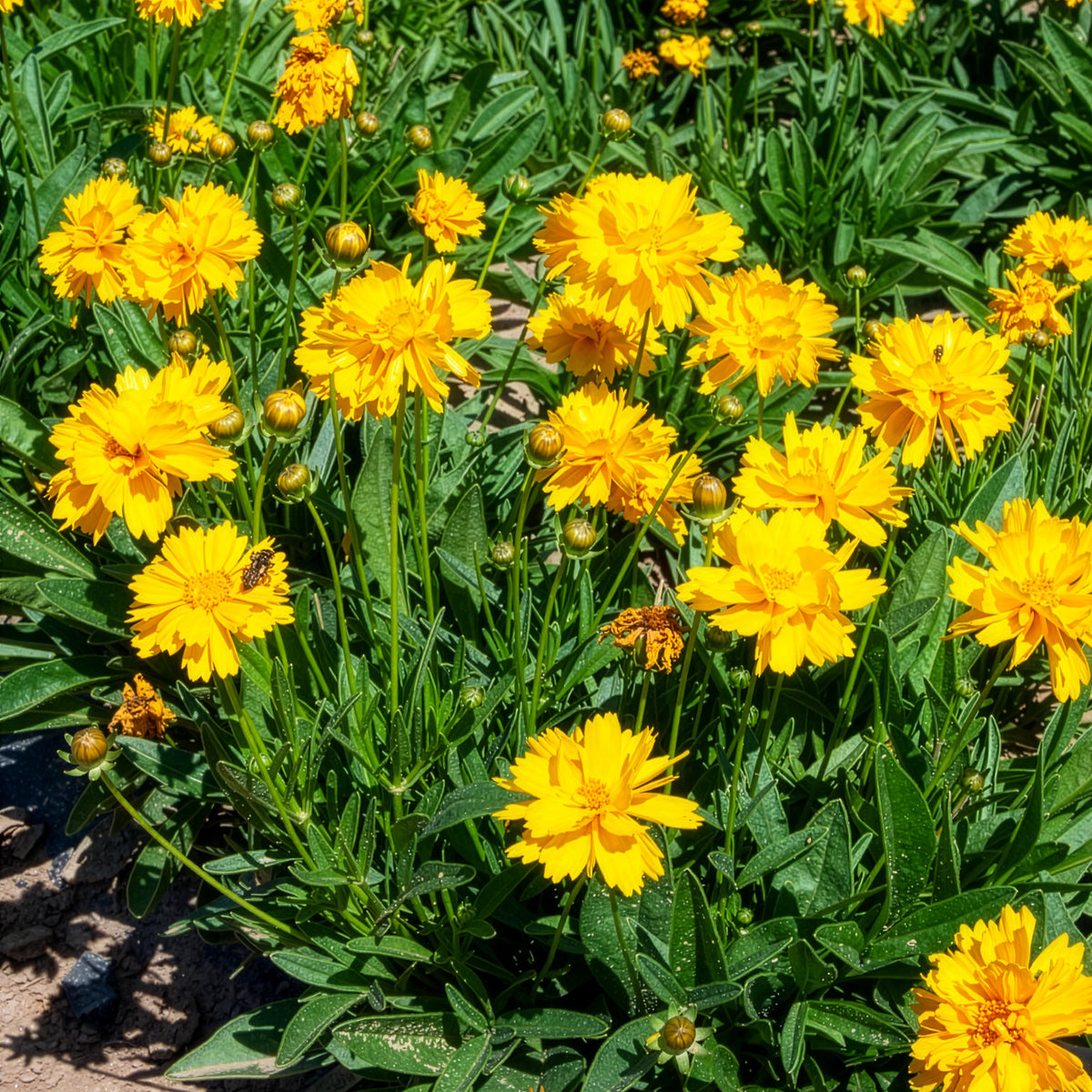 Coreopsis à grandes fleurs Sunray - Willemse