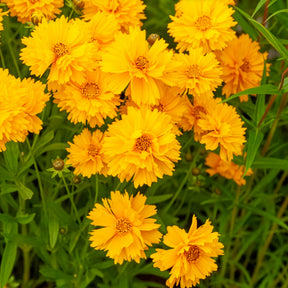 Coreopsis à grandes fleurs Sunray - Coreopsis grandiflora Sunray - Willemse