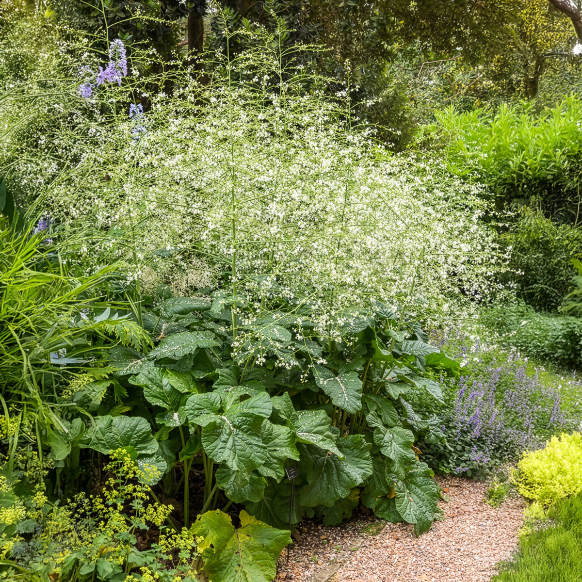 Chou nuage blanc - Crambe - Willemse