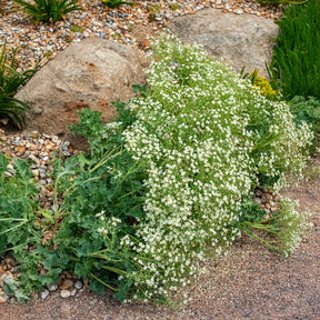 Plantes vivaces - Crambe maritime - Crambe maritima