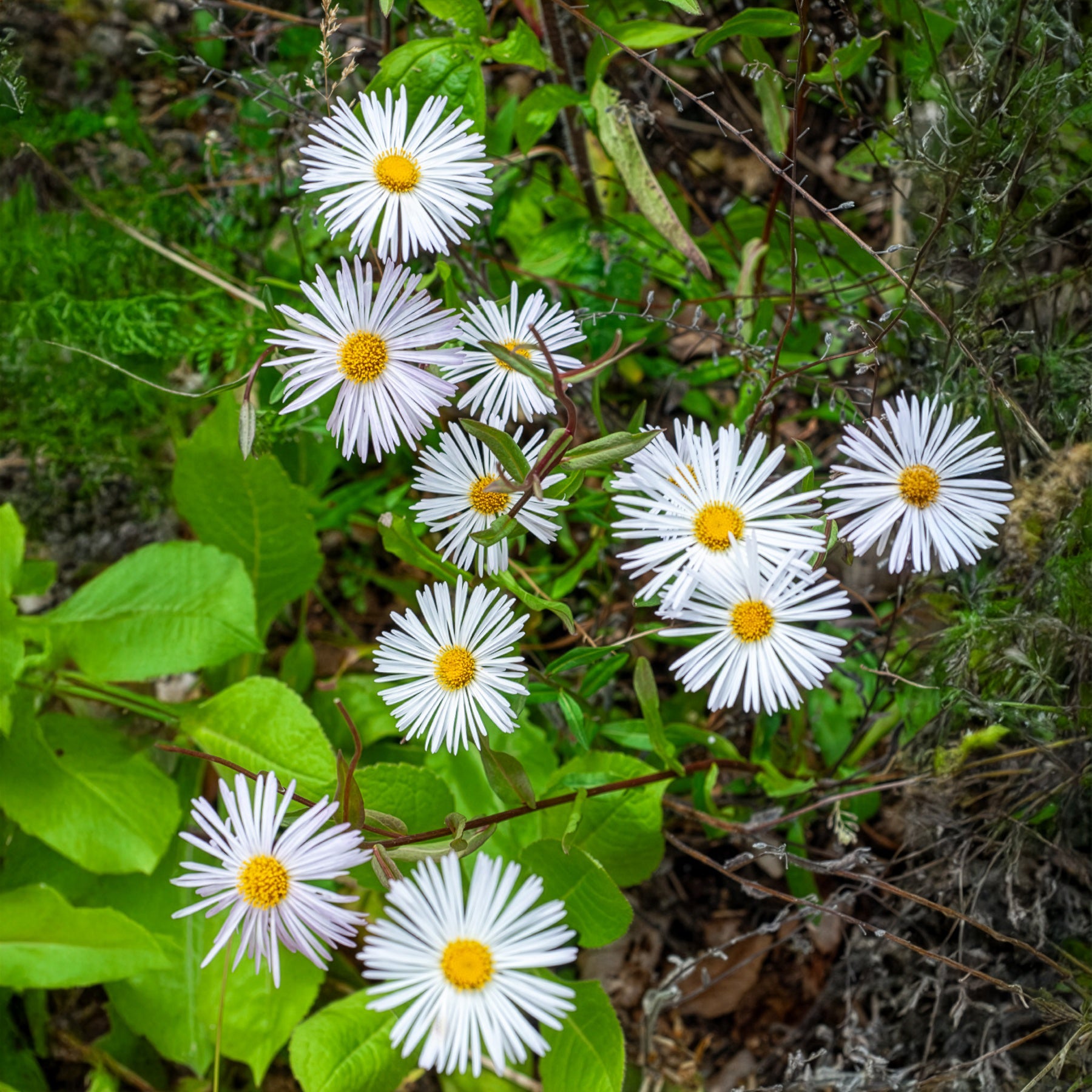 Vergerette Sommerneuschnee - Erigeron - Erigeron Sommerneuschnee - Willemse