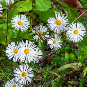 Vergerette Sommerneuschnee - Erigeron - Willemse