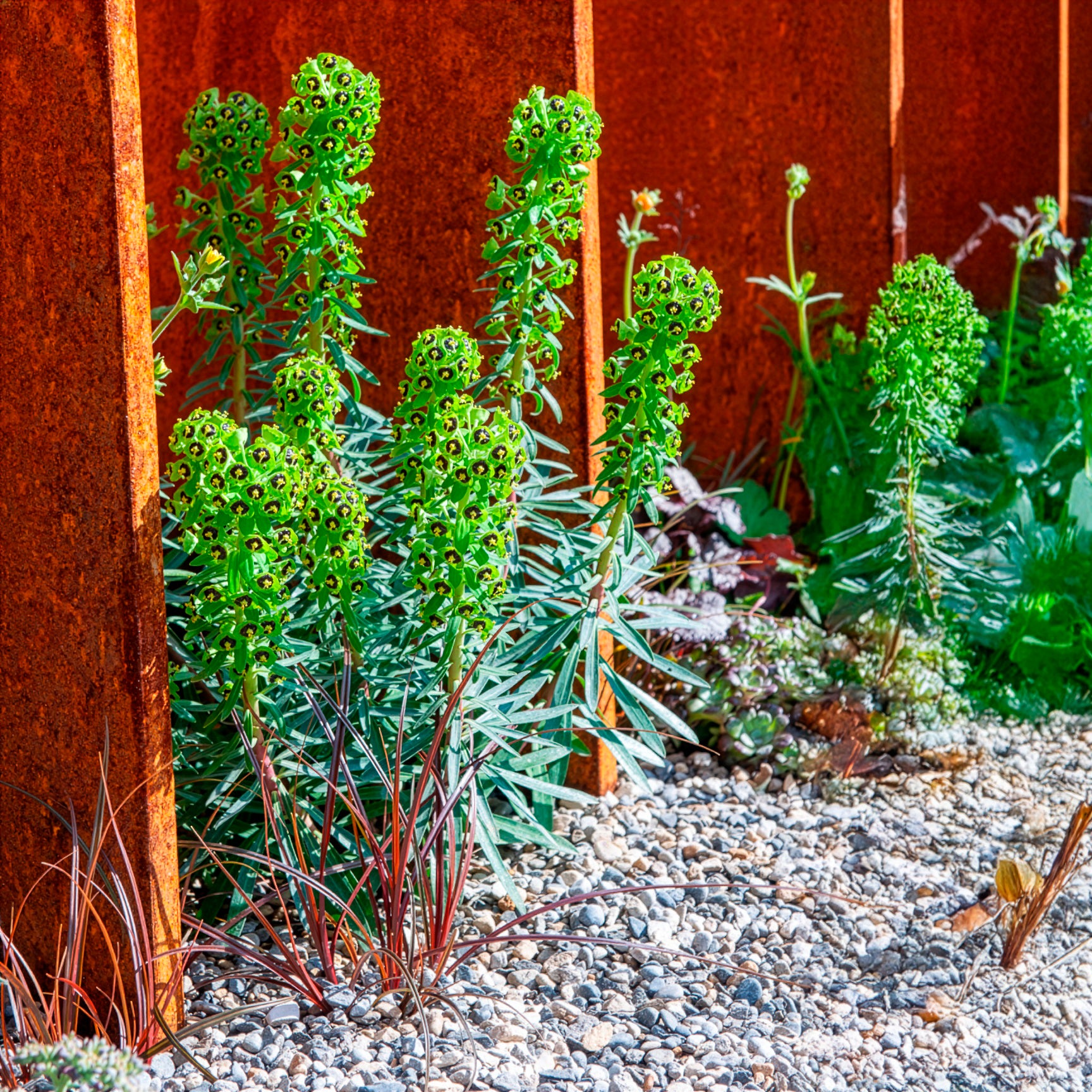 Euphorbe pour massif sec et jardin structur | Willemse