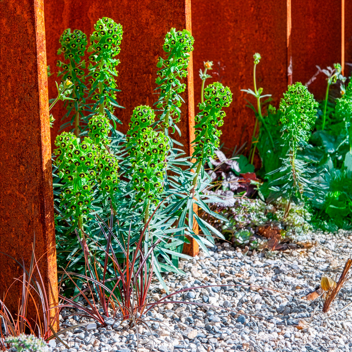 Euphorbe characias Black Pearl - Willemse