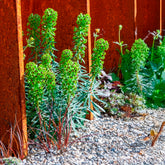 Euphorbe characias Black Pearl - Willemse