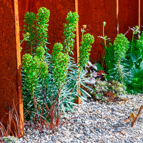 Euphorbe characias Black Pearl - Willemse
