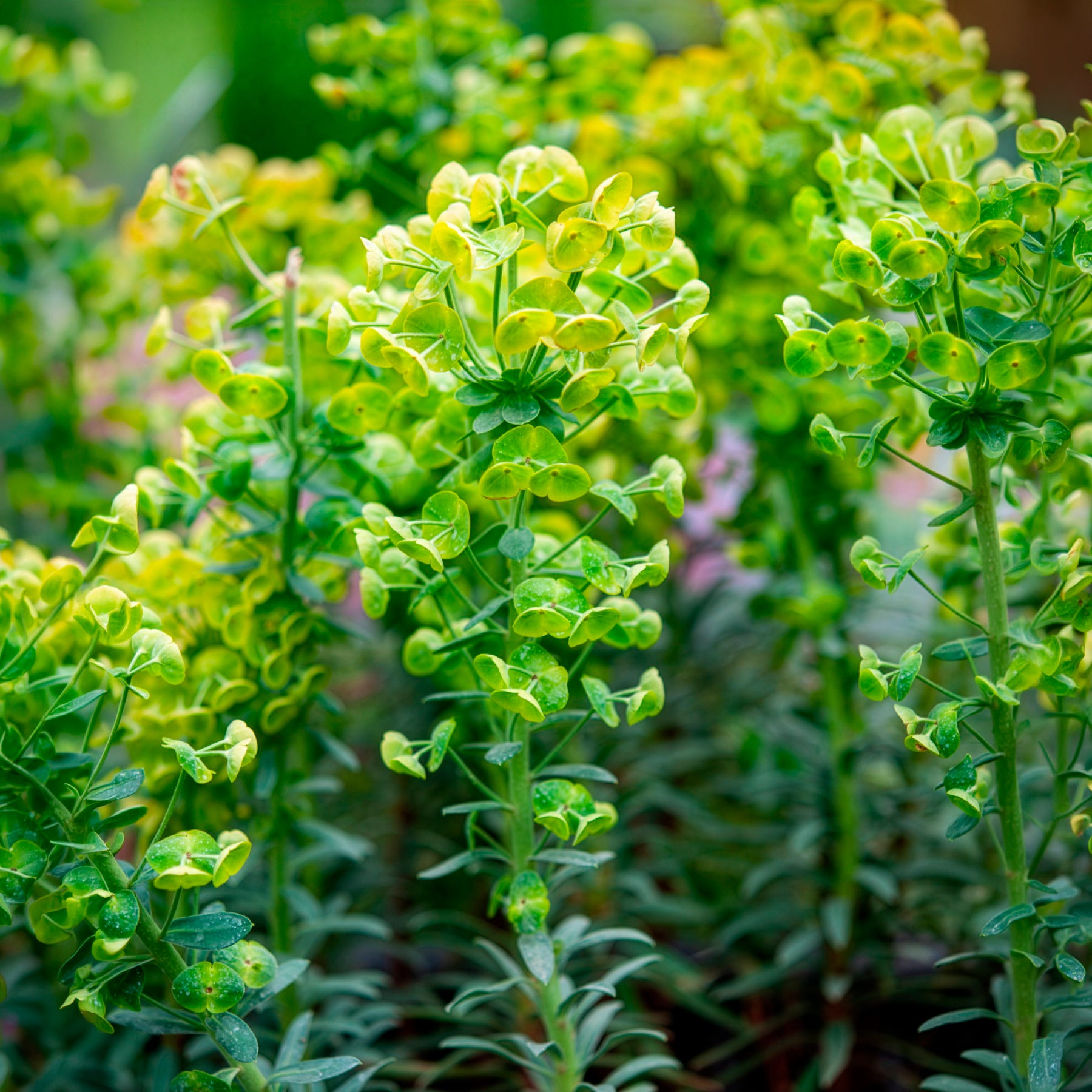 Euphorbia characias blue wonder - Euphorbe characias Blue Wonder - Euphorbe