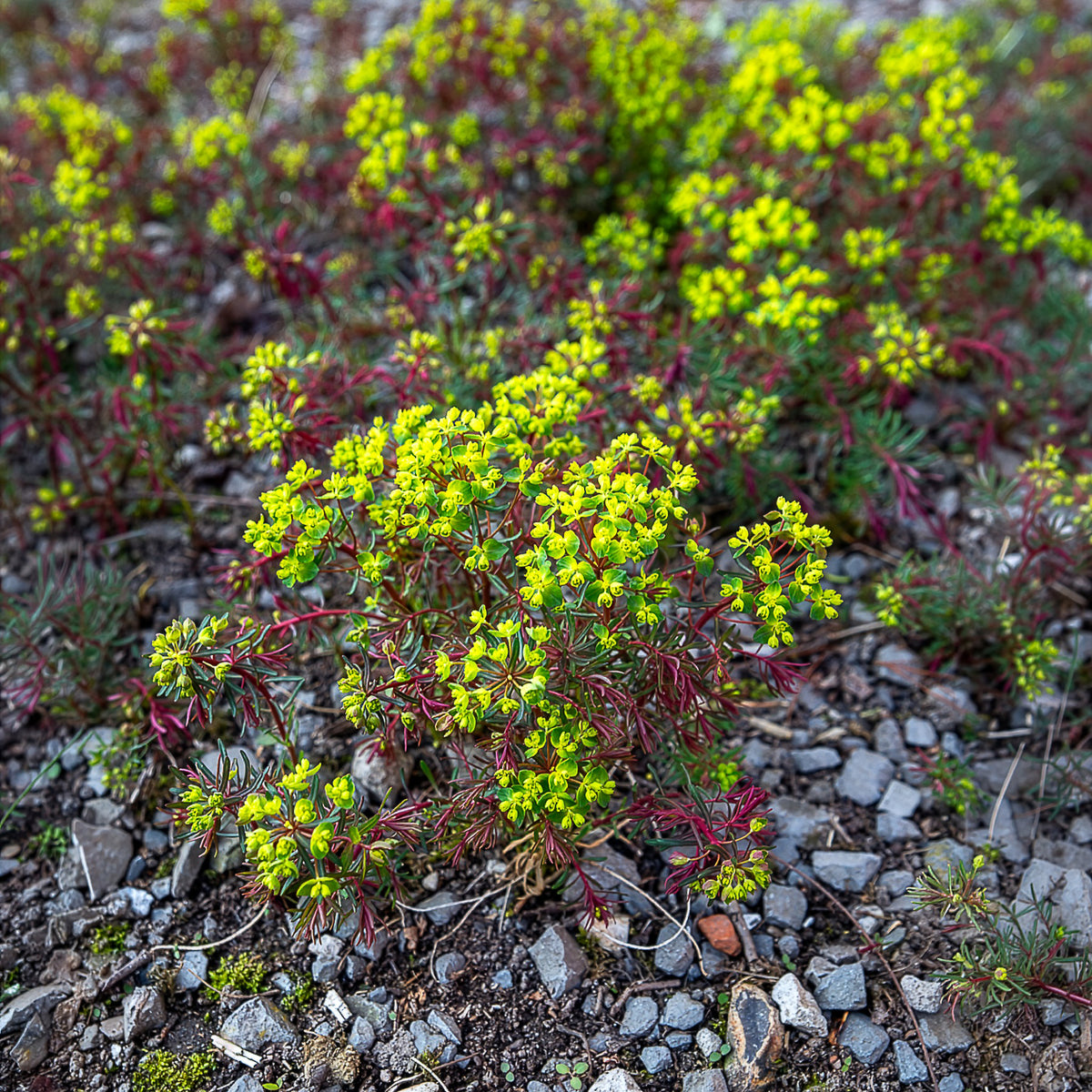Euphorbe petit-cyprès Clarice Howard - Euphorbia cyparissias clarice howard - Willemse