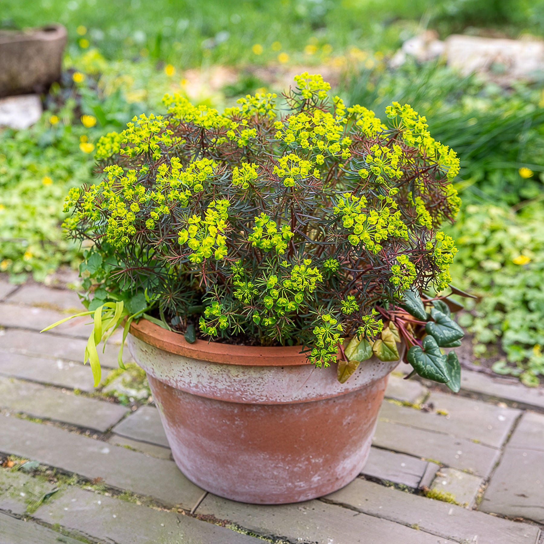 Euphorbe - Euphorbe petit-cyprès Clarice Howard - Euphorbia cyparissias clarice howard