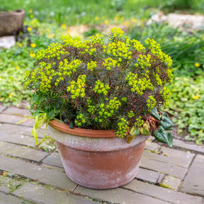 Euphorbe - Euphorbe petit-cyprès Clarice Howard - Euphorbia cyparissias clarice howard