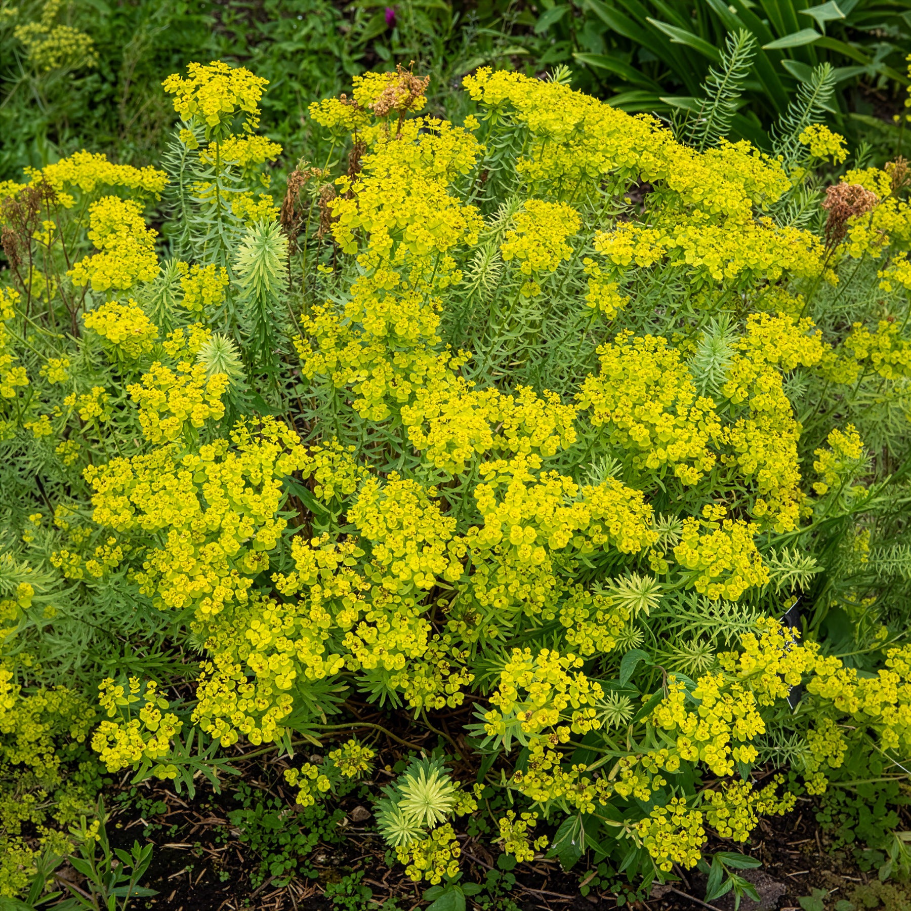 Euphorbe de Sibérie - Euphorbe - Willemse
