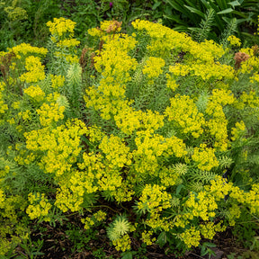 Euphorbe de Sibérie - Euphorbe - Willemse