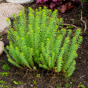 Vente Euphorbe de Sibérie - Euphorbia seguieriana subsp. niciciana