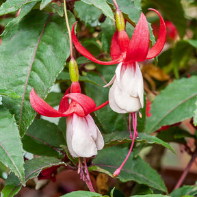 Fuchsia Mme Cornelissen - Fuchsia - Willemse