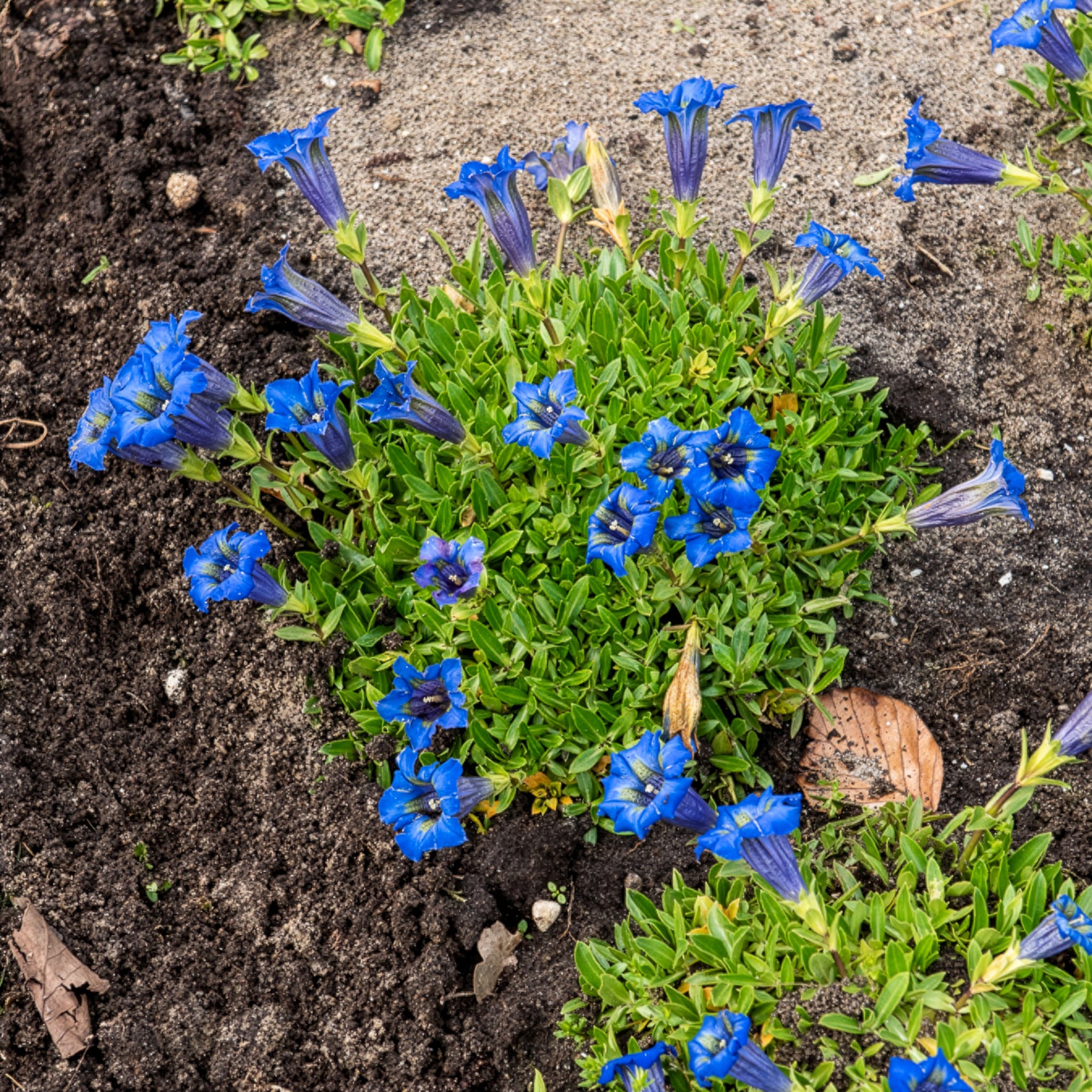 Vente Gentiane acaule - Gentiana acaulis