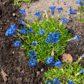 Vente Gentiane acaule - Gentiana acaulis