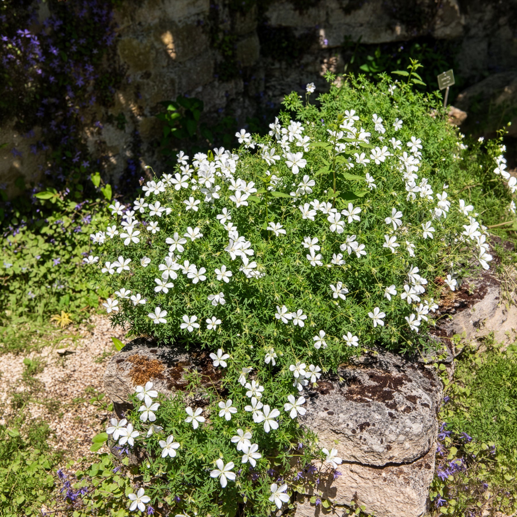 Géraniums vivaces - Géranium vivace Album - Geranium sanguineum Album