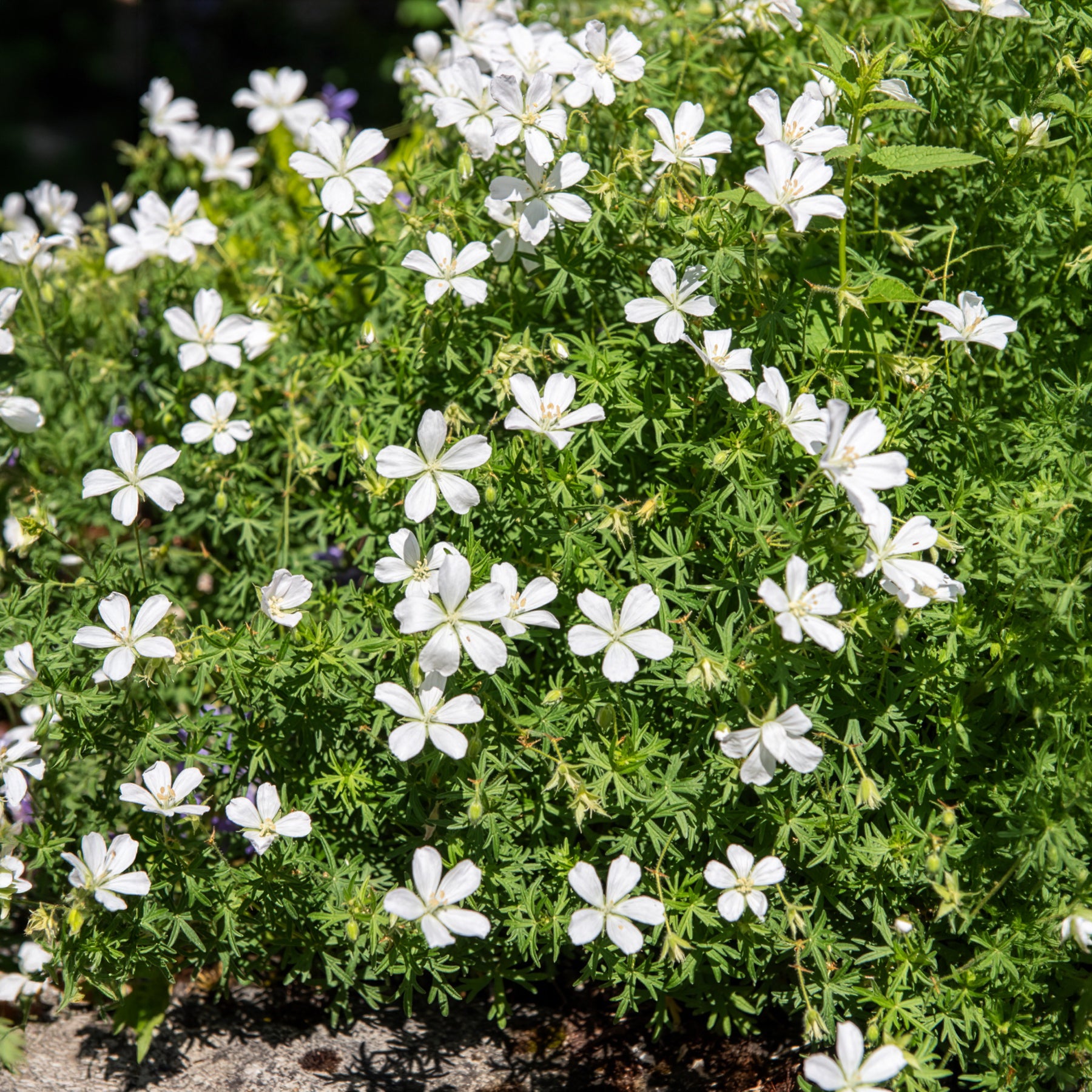 Vente Géranium vivace Album - Geranium sanguineum Album