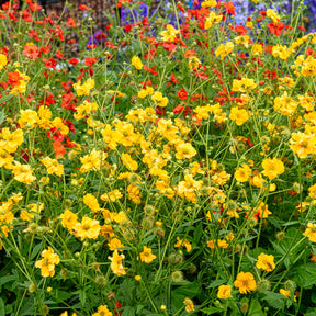 Geum chiloense Lady Stratheden - Benoîte Lady Stratheden - Benoîte