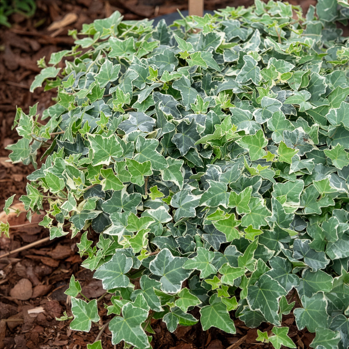 Lierre commun Glacier - Willemse