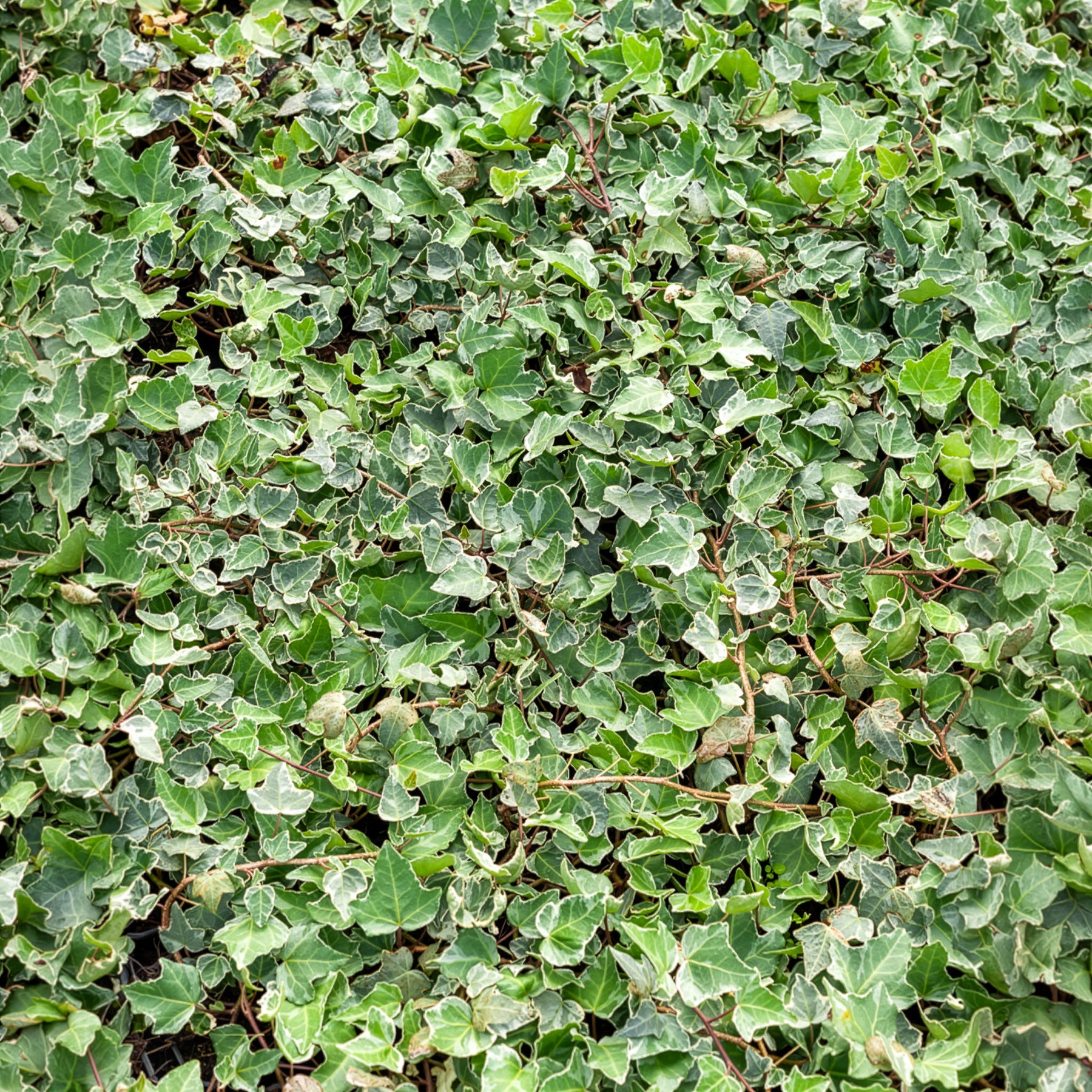 Vente Lierre commun Glacier - Hedera helix Glacier