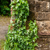 Lierre commun Sagittifolia - Willemse