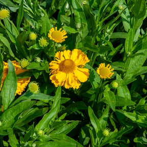 Vente Hélénie d'automne Pumilum Magnificum - Helenium autumnale Pumilum Magnificum