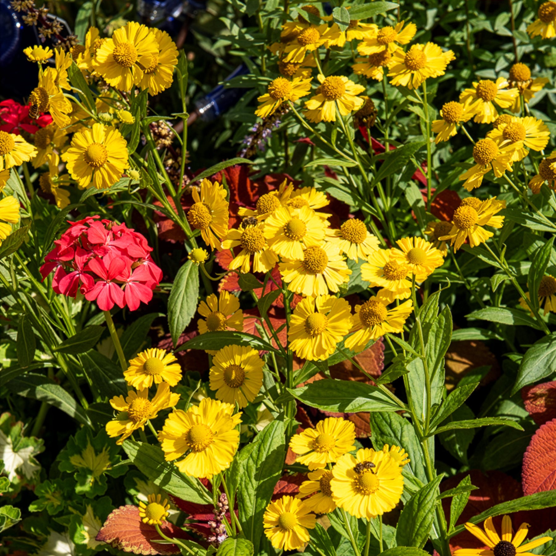 Helenium kanaria - Hélénie Kanaria - Hélénie