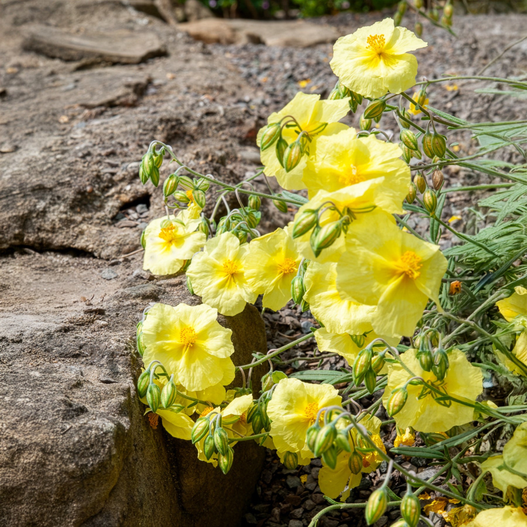 Hélianthèmes - Hélianthème Wisley Primrose - Helianthemum Wisley Primrose
