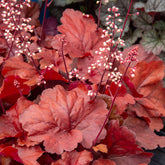 Heuchera Fire Alarm - Willemse